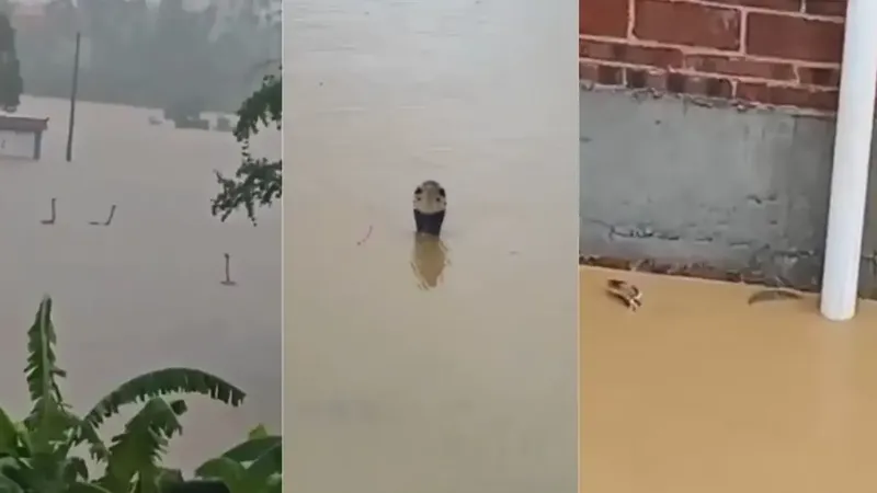 Unas 900 serpientes escapan de una granja destruida por las intensas lluvias en China