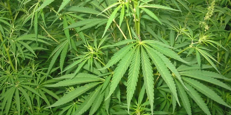 Ejército de Nicaragua incauta y destruye más de 60 mil plantas de marihuana