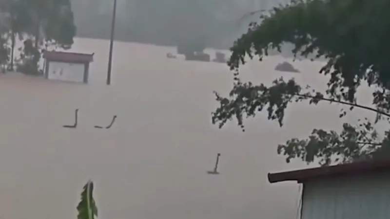 ¿Monstruos del lago Ness?: Inundaciones liberan cientos de estos animales y recrean mítica foto (VIDEO)