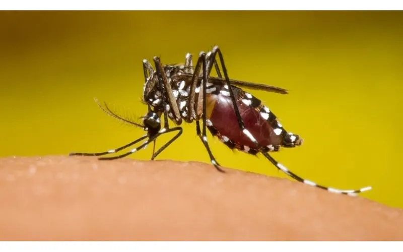 Menos enfermos por Dengue, Chikungunya, Neumonía, Influenza y Malaria.