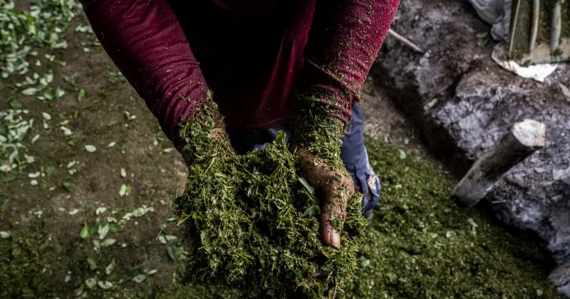Colombia registra una cifra histórica de cultivos de coca, según Naciones Unidas