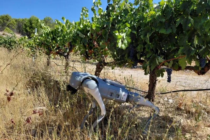 Un perro-robot guiado por IA ya está patrullando los viñedos de Extremadura