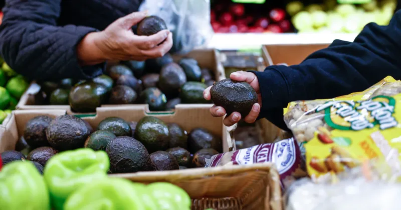 EE.UU. reanuda parcialmente operaciones en Michoacán tras suspender exportaciones de aguacate