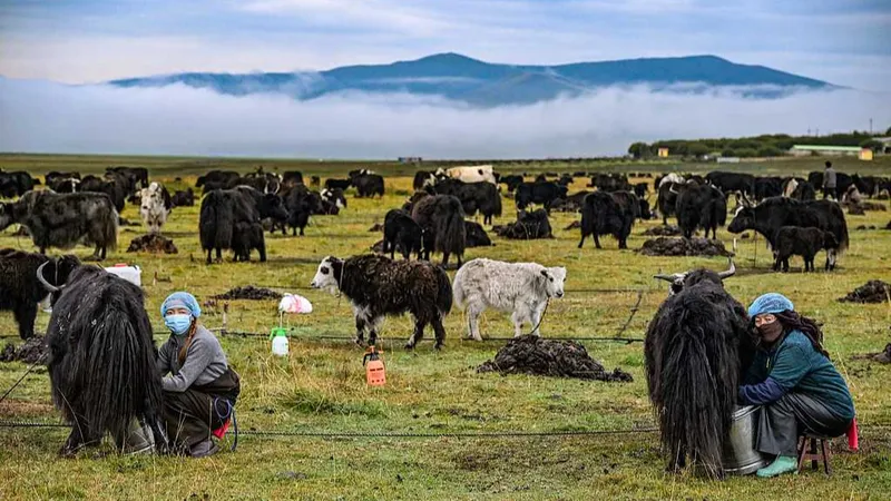 Los yaks de Hongyuan fueron fundamentales para la supervivencia del Ejército Rojo y hoy son un pilar de la economía