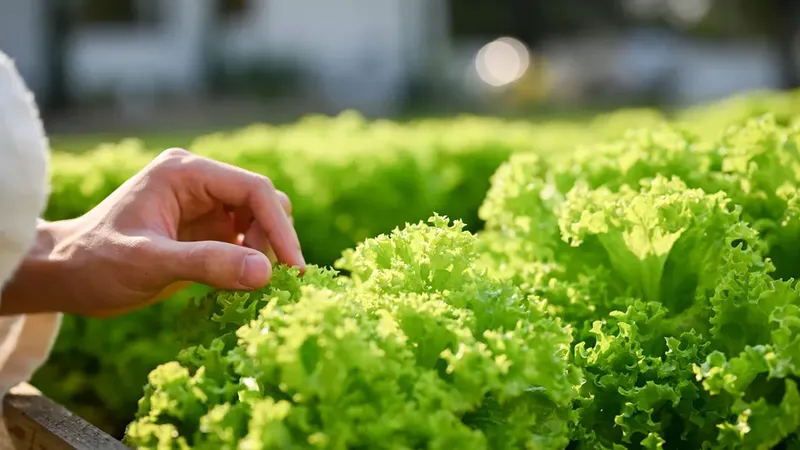 Crean lechugas capaces de producir una proteína que da el sabor de la carne