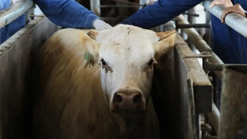 México liberará moscas estériles para combatir al gusano barrenador