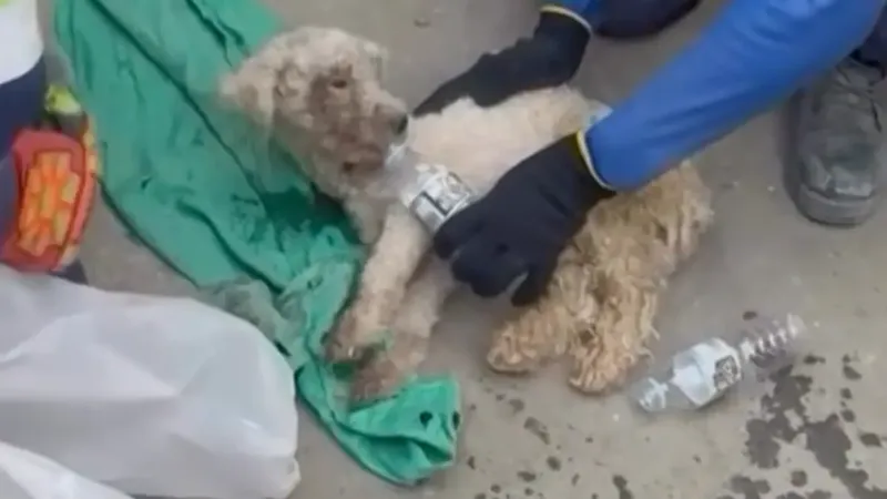 VIDEO|Conoce a Bailey, el perrito que sobrevivió 29 días atrapado bajo los escombros en Venezuela