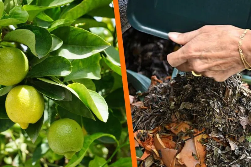 Fertilizante para que el árbol limonero explote de frutos con un solo desecho orgánico de la cocina