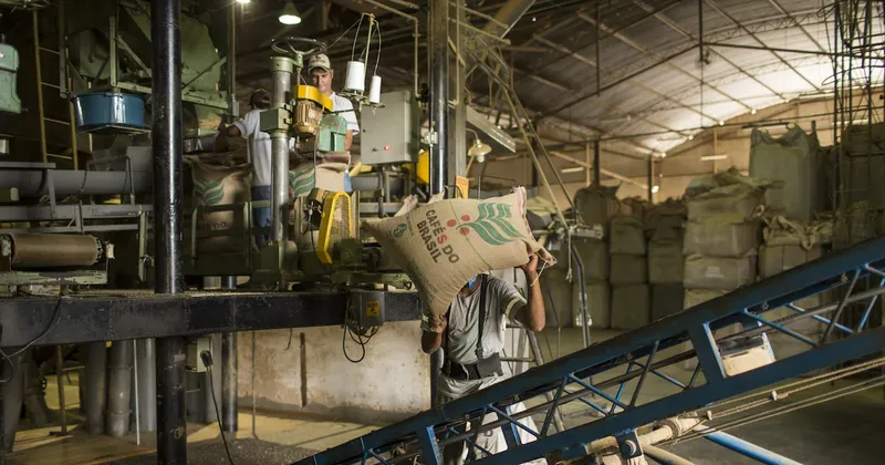 El mundo tendrá más café, pero el excedente previsto podría no frenar la volatilidad de los precios
