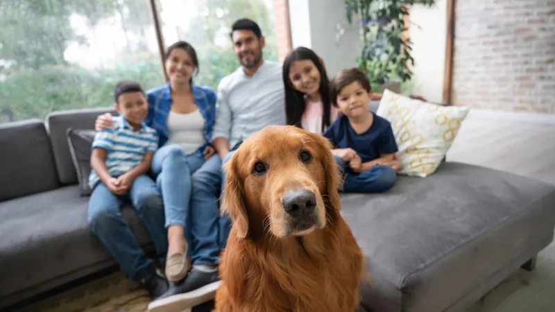 ¿Tu mascota es parte de la familia? Este seguro busca protegerla ante cualquier imprevisto