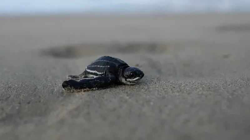 "El impacto es evidente": derrame de hidrocarburos en Trinidad y Tobago pone en peligro a especies y pesca venezolanos