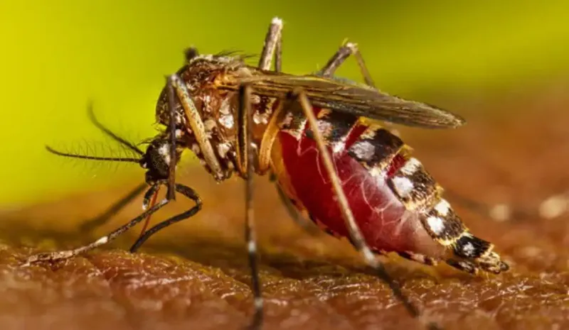 Baja dengue y neumonía en Nicaragua: MINSA reporta menos casos