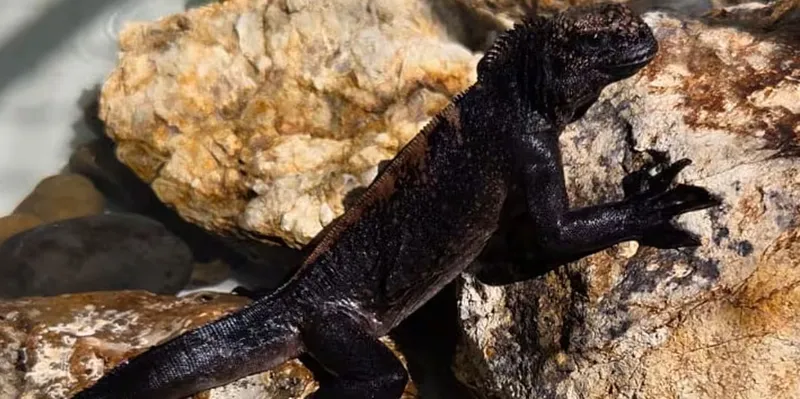 Hallan iguanas marinas de Galápagos amarradas en aeropuerto de Guayaquil
