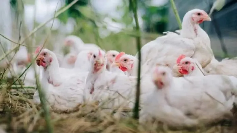 Fenavi: producción avícola nacional superará las 900 mil toneladas de pollo al cierre de año
