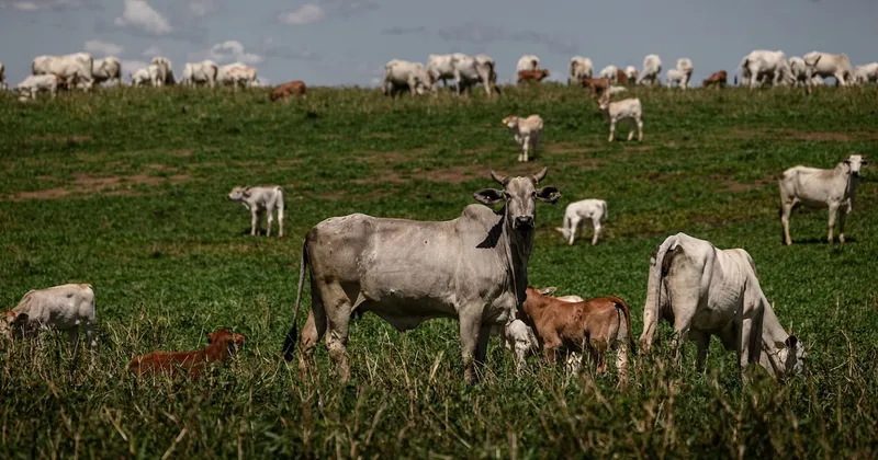 Dominio mundial de Brasil en carne vacuna enfrenta una prueba clave ante nuevas reglas de la UE