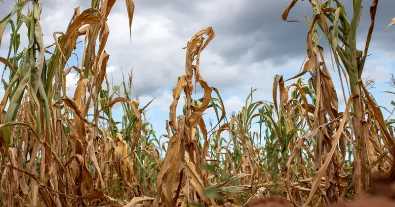 El Niño ya viene y amenaza con sacudir la inflación, las bolsas y las materias primas