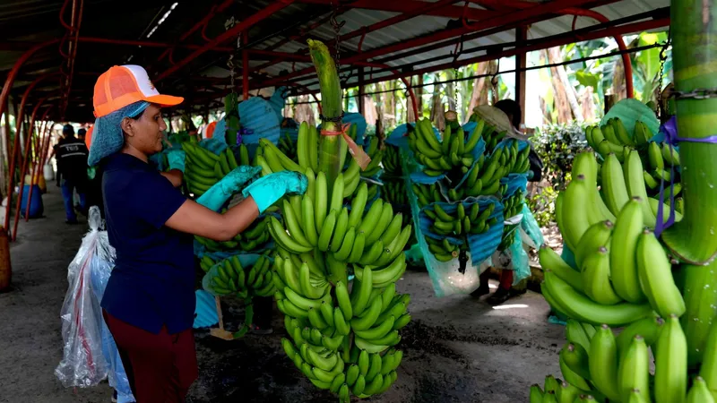 La industria bananera de Ecuador, en jaque por la infiltración del crimen organizado