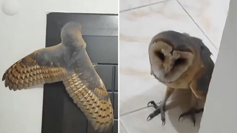 Deja la ventana de su casa abierta por la noche y recibe una inesperada visita (VIDEO)