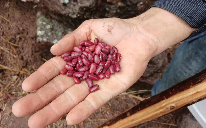 Frijol Rojo en Primera