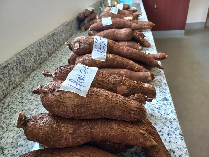 MAG presenta nueva variedad de yuca “Quelite” con rendimientos superiores a 240 quintales por manzana