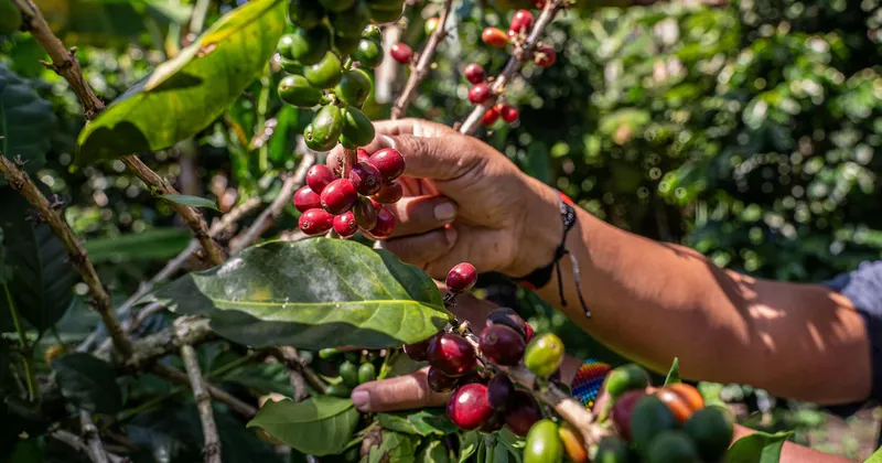 Fenómeno de El Niño amenaza la competitividad y la oferta de las exportaciones colombianas
