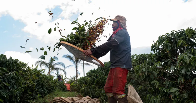 Del oro al café y el petróleo: Citi anticipa qué materias primas subirán y cuáles caerán