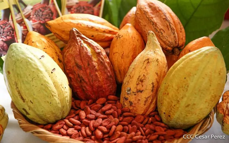 Nicaragua ocupa vicepresidencia del Comité Internacional del Cacao