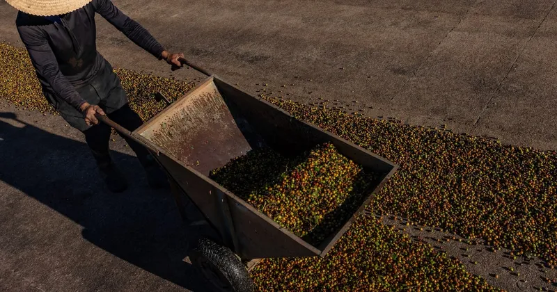 Compradores de café esperan la cosecha en Brasil, pero los productores no tienen prisa por vender