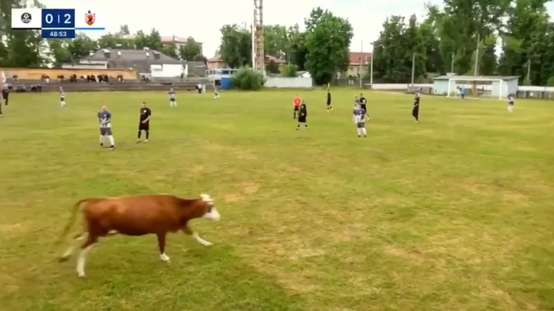 Vaca futbolera irrumpe en la final de un partido