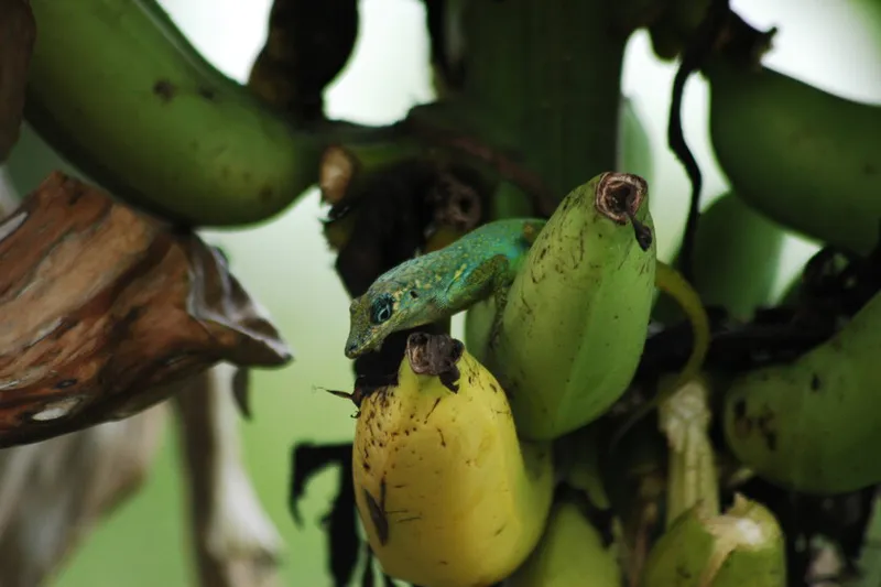 En 1973, Francia esparció 300 toneladas de pesticida prohibido para salvar su plátano. Condenó dos islas del Caribe para siglos