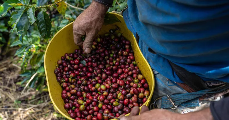 Exportadores de café colombiano piden al Gobierno actuar sobre fletes, seguridad y trámites portuarios