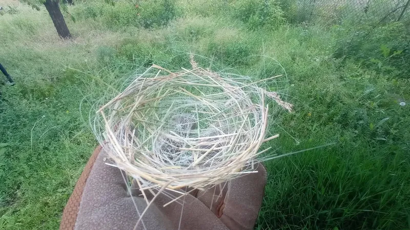 Nidos de pájaro hechos con fibra óptica: el peligro de los nuevos drones de guerra que ya se ven en Ucrania