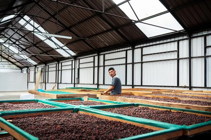 China se consolida como mercado clave para el café de alta gama de Panamá