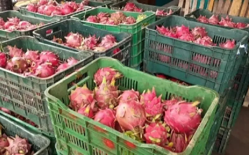 MAG reporta cosecha de 151.400 kilogramos de pitahaya en 2026
