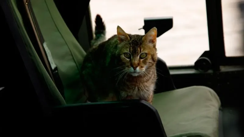 Prime Video está a punto de estrenar la secuela de uno de sus grandes éxitos: fue la película original internacional más vista de su historia