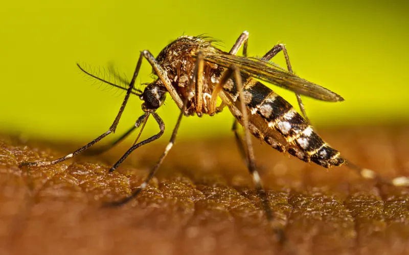 Menos Enfermos por Malaria e Influenza