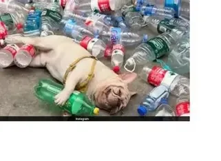 Detenido por intentar envenenar a un perro influencer
