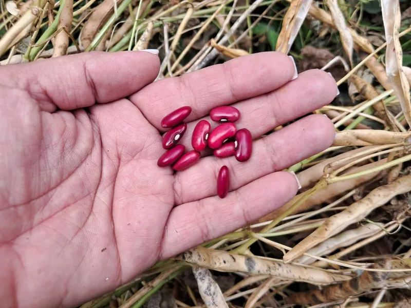 Avanza cosecha de frijol rojo en Nicaragua