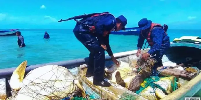Ejército intercepta panga con seis tortugas verdes en Laguna de Perlas