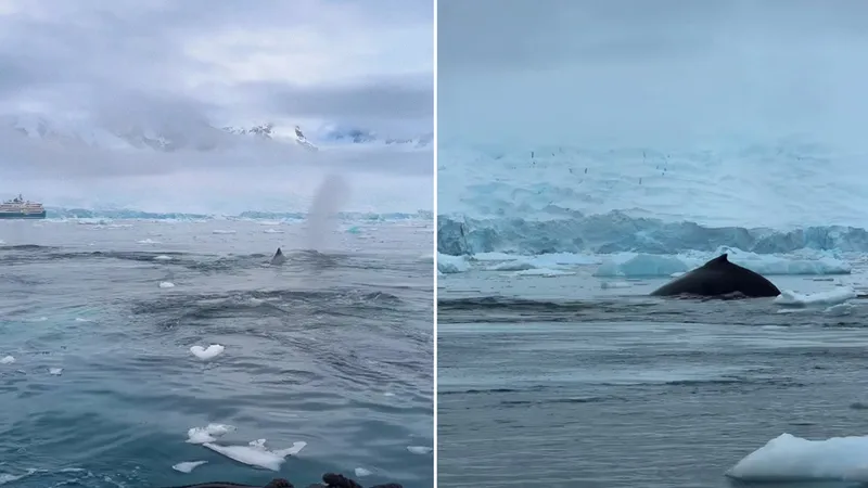 "¡Está debajo de nosotros!": Turistas rusos encuentran a ballenas jorobadas en la Antártida (VIDEO)