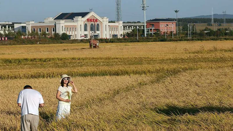 China ensaya variedades de cultivos más resistentes para proteger la seguridad alimentaria