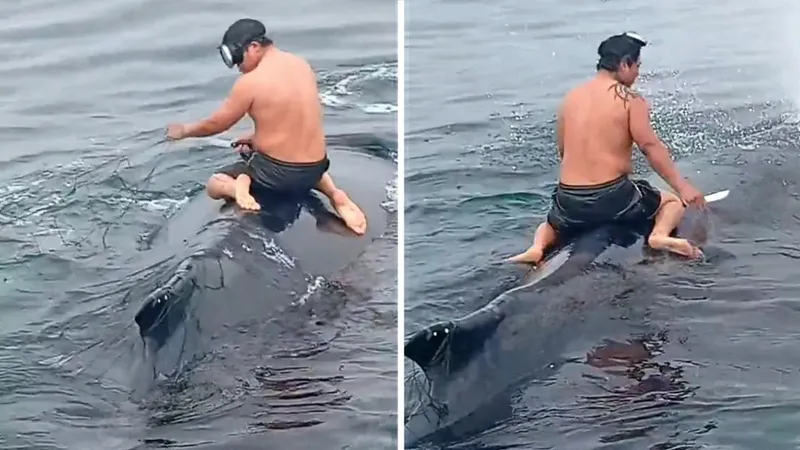 ¡Montó una ballena para liberarla de unas redes!