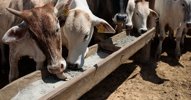 Brasil se apresura a proteger US$1.800 millones en exportaciones de carne a la UE