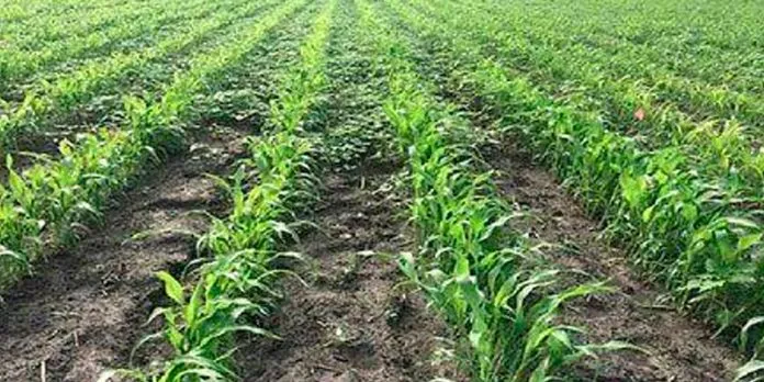 Siembra de sorgo blanco en postrera
