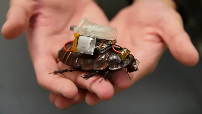 Crean cucarachas salvavidas equipadas con cámaras e inyectores médicos
