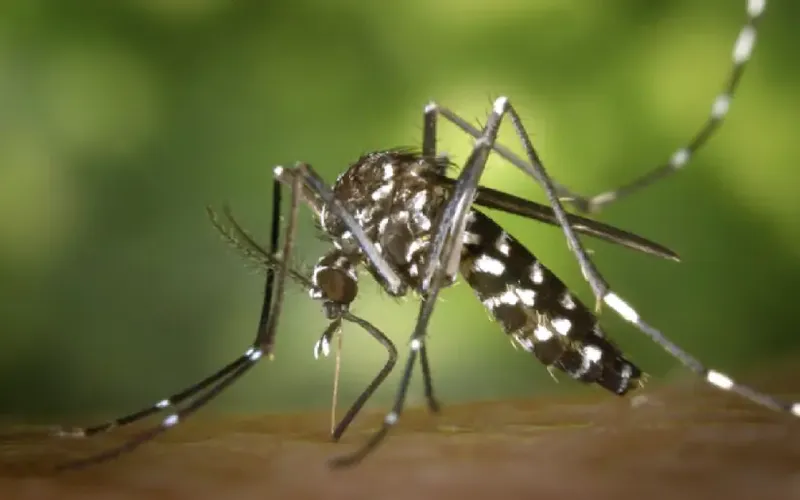 Menos Enfermos por Dengue, Chikungunya, Malaria, Influenza y Neumonía