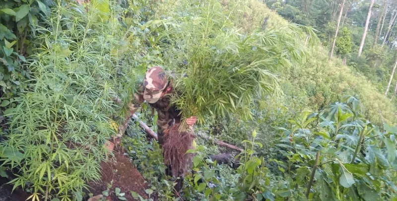Ejército de Nicaragua grupo delictivo y destruye marihuana en Siuna