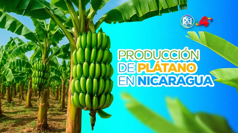 Producción de plátano fortalece el empleo, la economía y las exportaciones en Nicaragua