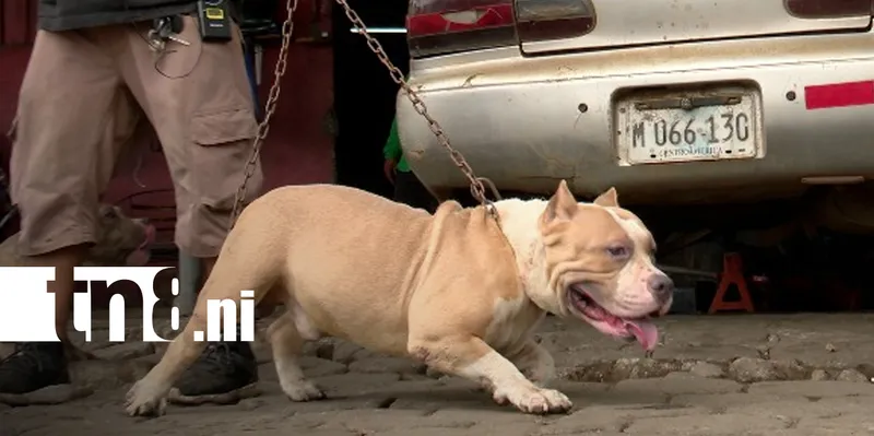 Crece la preocupación por ataques de perros pitbull en Nicaragua.