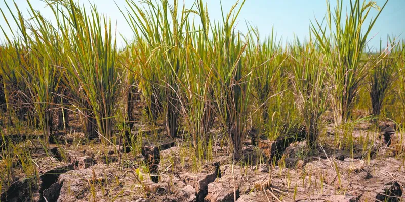 Un “súper El Niño” y una crisis del petróleo podrían impulsar inflación global